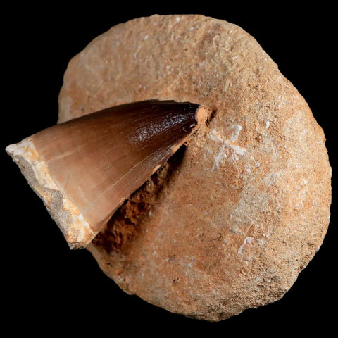 1.9" Mosasaur Prognathodon Fossil Tooth In Matrix Cretaceous Dinosaur Era COA - Fossil Age Minerals