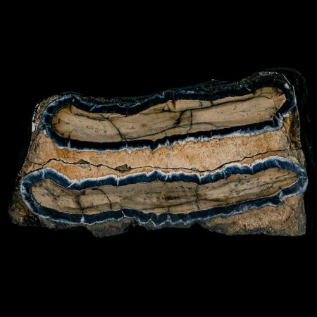 2.9" Mammoth Tooth Cross Section In Riker Display Pleistocene Age Hawthorne FM