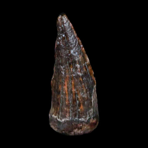 0.6" Suchomimus Fossil Tooth Cretaceous Spinosaurid Dinosaur Elraz FM Niger COA - Fossil Age Minerals