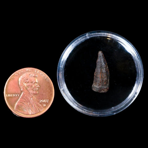 0.6" Suchomimus Fossil Tooth Cretaceous Spinosaurid Dinosaur Elraz FM Niger COA - Fossil Age Minerals