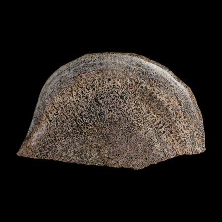 5.3" Fossil Dinosaur Gem Bone Cut Polished Slab Agatized Dinosaur Bone Morocco