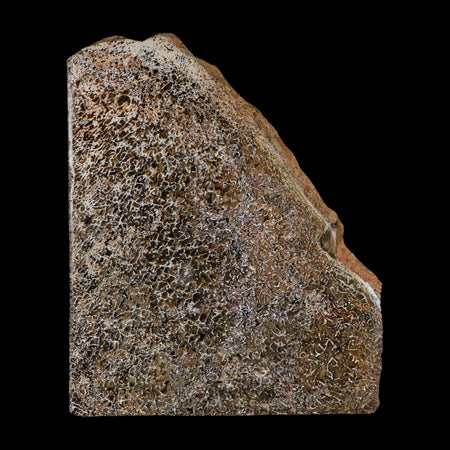 4.2" Fossil Dinosaur Gem Bone Cut Polished Slab Agatized Dinosaur Bone Morocco