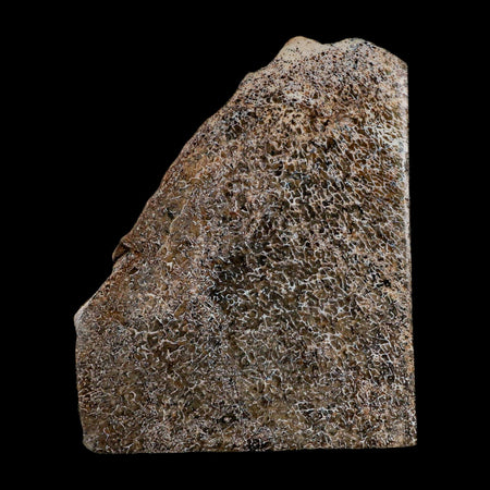 4.2" Fossil Dinosaur Gem Bone Cut Polished Slab Agatized Dinosaur Bone Morocco