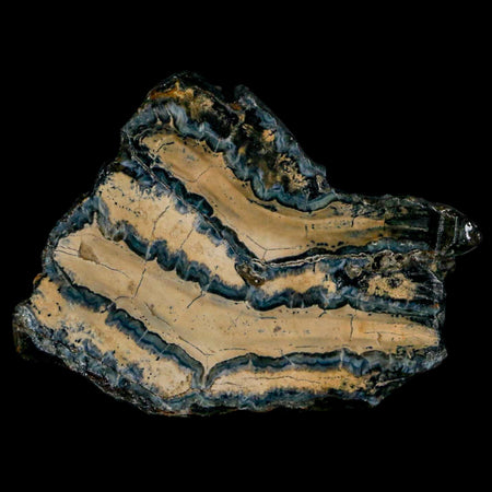 2.4" Mammoth Tooth Cross Section In Riker Display Pleistocene Age Hawthorne FM