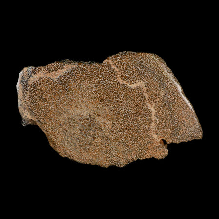 6" Fossil Dinosaur Gem Bone Cut Polished Slab Agatized Dinosaur Bone Morocco