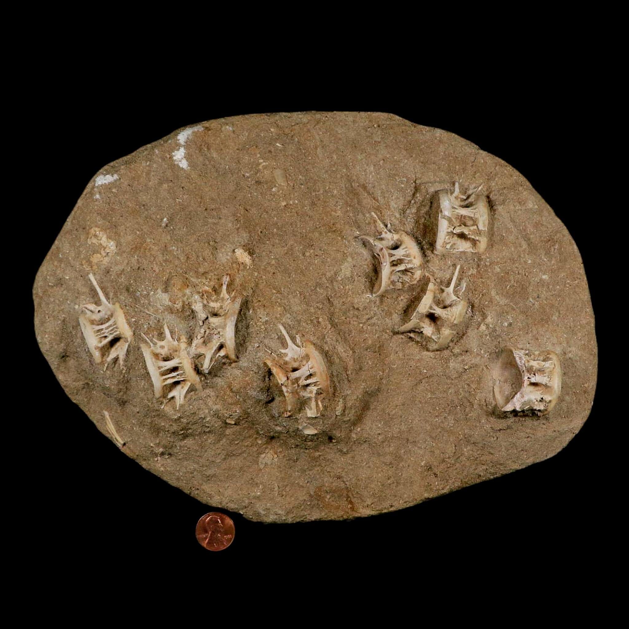 Eight 8 Saber Toothed Herring Fossil Vertebrae Enchodus Libycus Cretaceous Age - Fossil Age Minerals