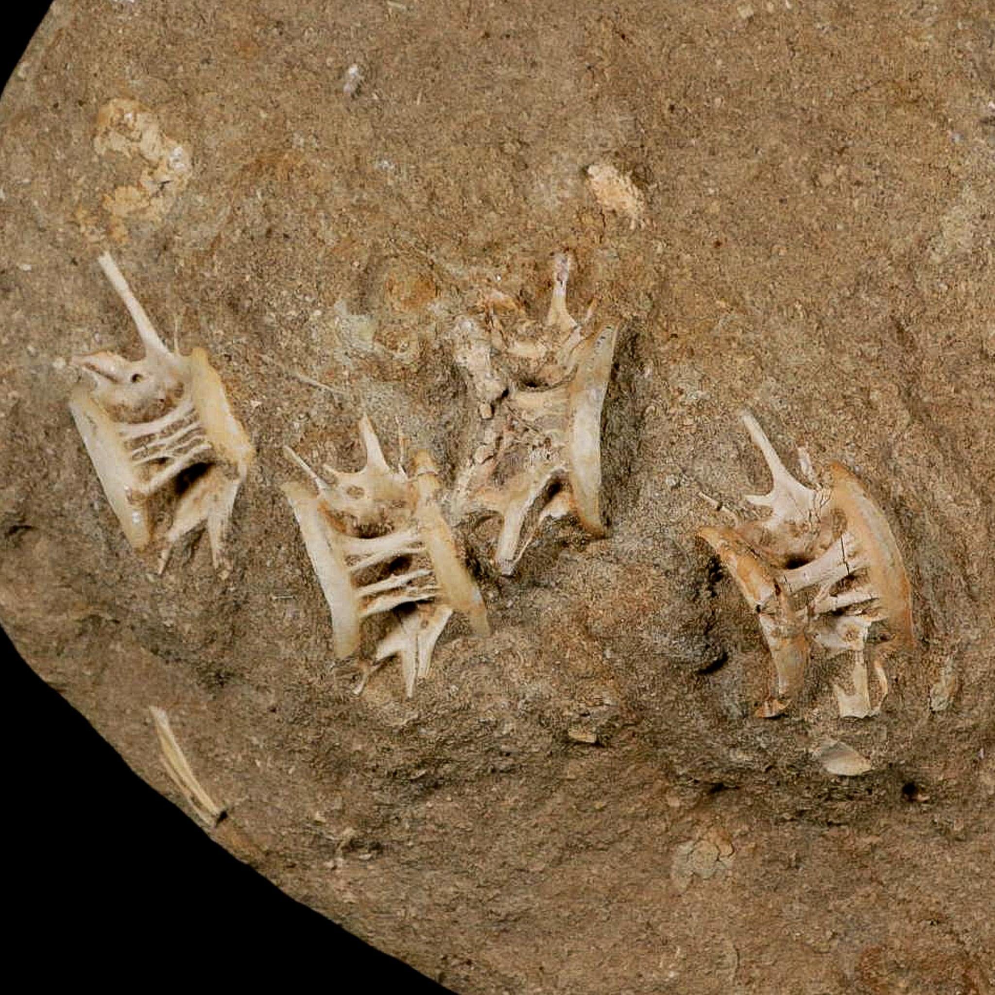 Eight 8 Saber Toothed Herring Fossil Vertebrae Enchodus Libycus Cretaceous Age - Fossil Age Minerals