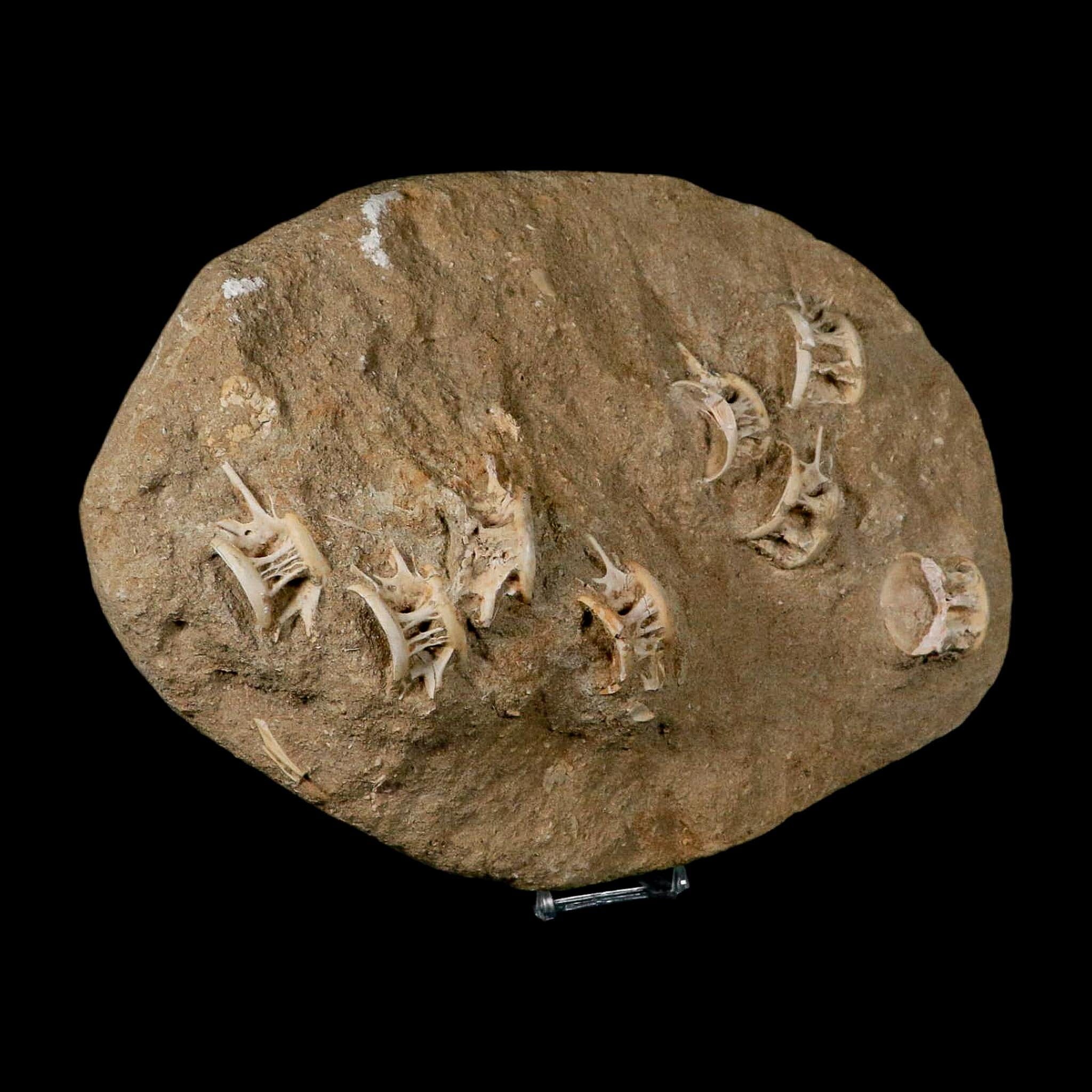 Eight 8 Saber Toothed Herring Fossil Vertebrae Enchodus Libycus Cretaceous Age - Fossil Age Minerals
