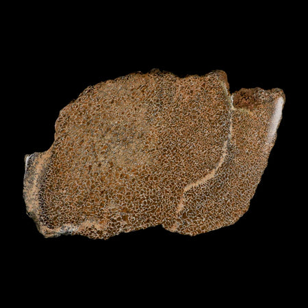 6" Fossil Dinosaur Gem Bone Cut Polished Slab Agatized Dinosaur Bone Morocco