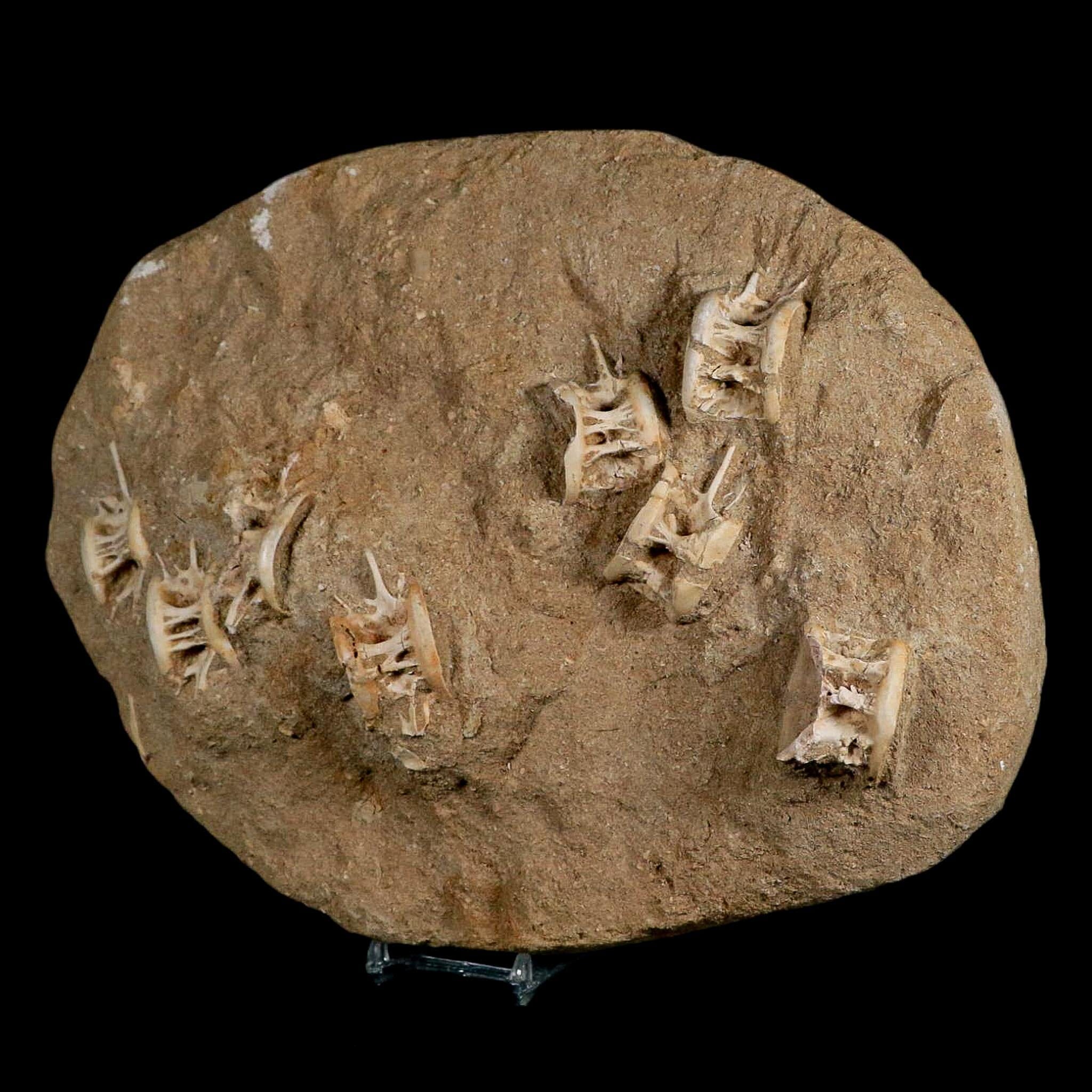 Eight 8 Saber Toothed Herring Fossil Vertebrae Enchodus Libycus Cretaceous Age - Fossil Age Minerals
