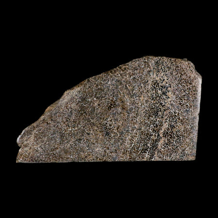 5.4" Fossil Dinosaur Gem Bone Cut Polished Slab Agatized Dinosaur Bone Morocco