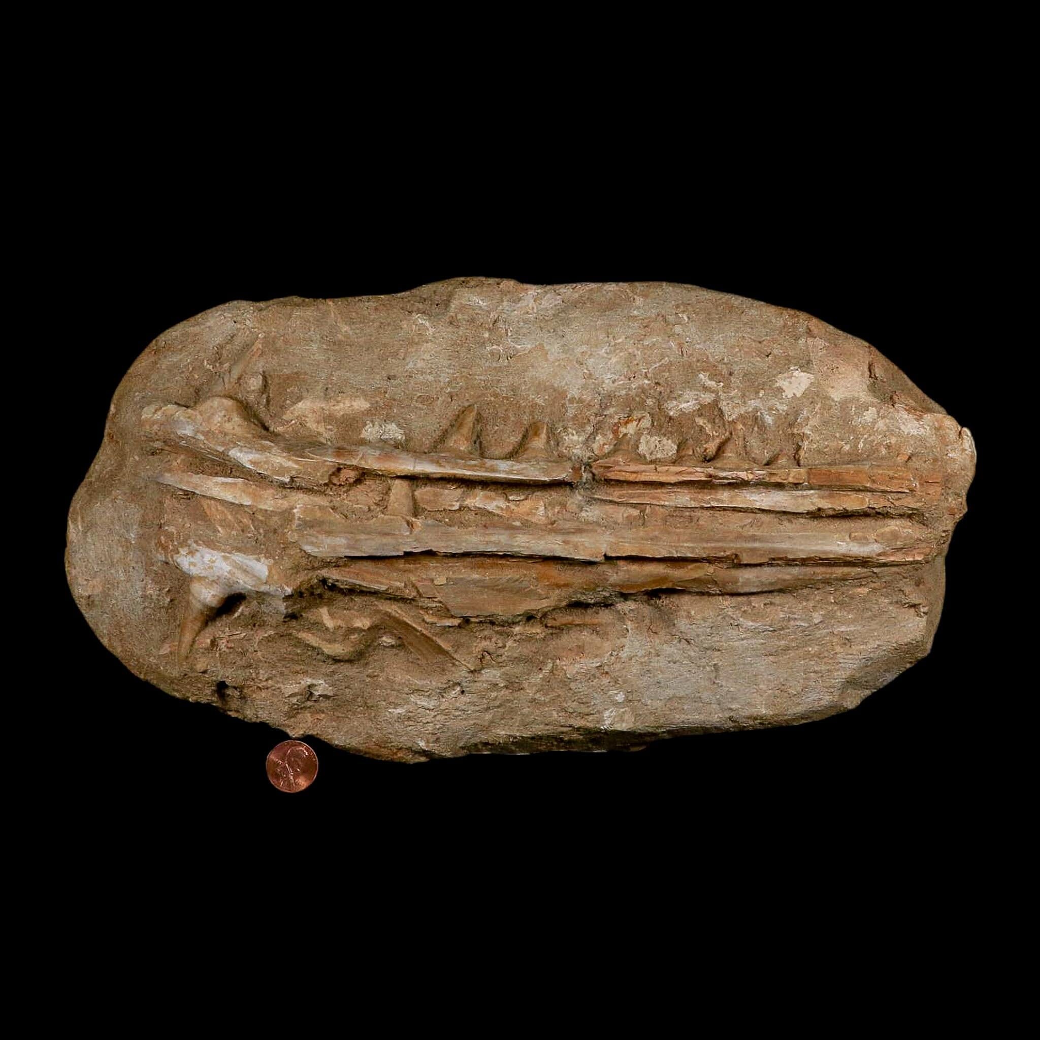 12.8" Saber Toothed Herring Fossil Jaw Teeth Section Enchodus Libycus Cretaceous Age - Fossil Age Minerals