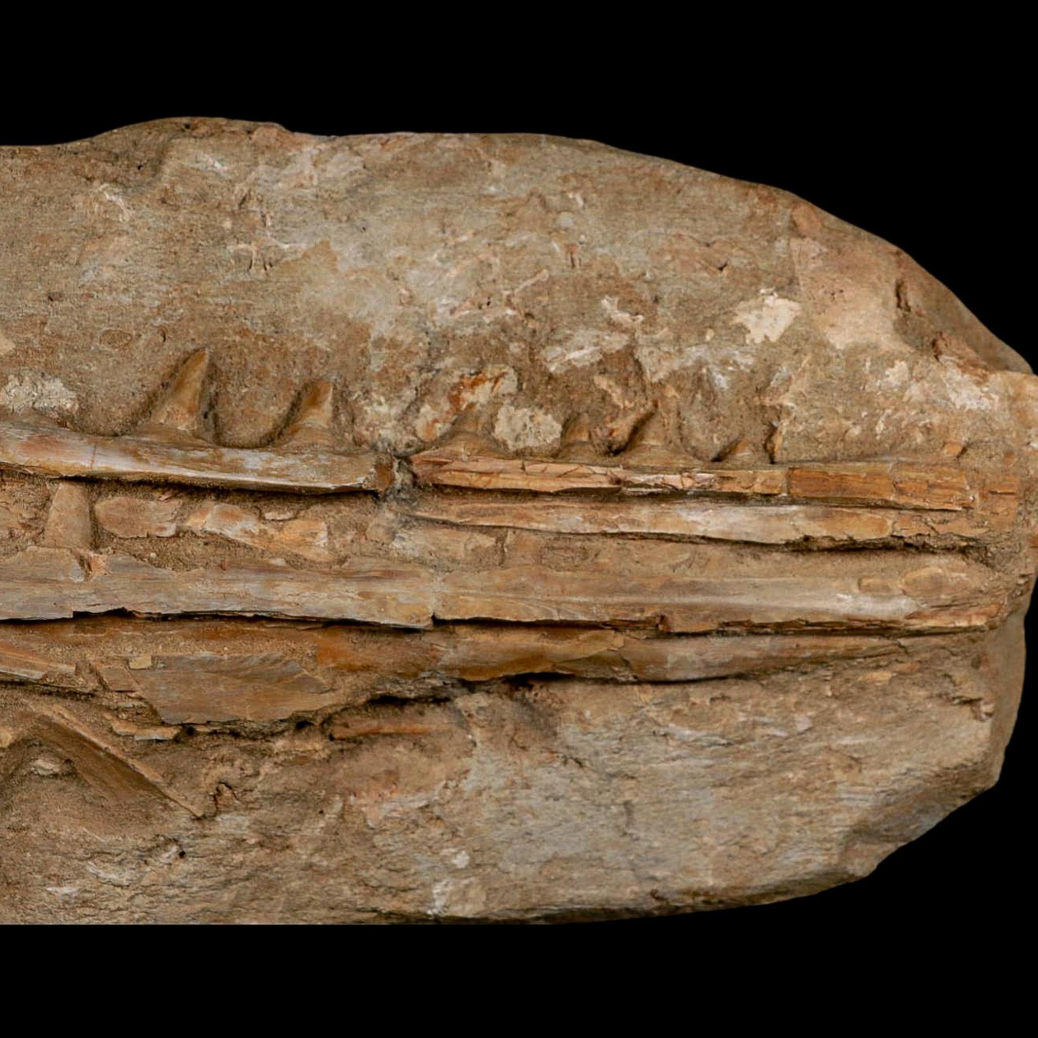 12.8" Saber Toothed Herring Fossil Jaw Teeth Section Enchodus Libycus Cretaceous Age - Fossil Age Minerals