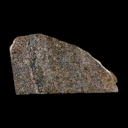 5.4" Fossil Dinosaur Gem Bone Cut Polished Slab Agatized Dinosaur Bone Morocco