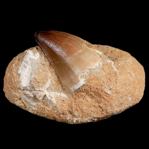 1.8" Mosasaur Prognathodon Fossil Tooth In Matrix Cretaceous Dinosaur Era COA - Fossil Age Minerals