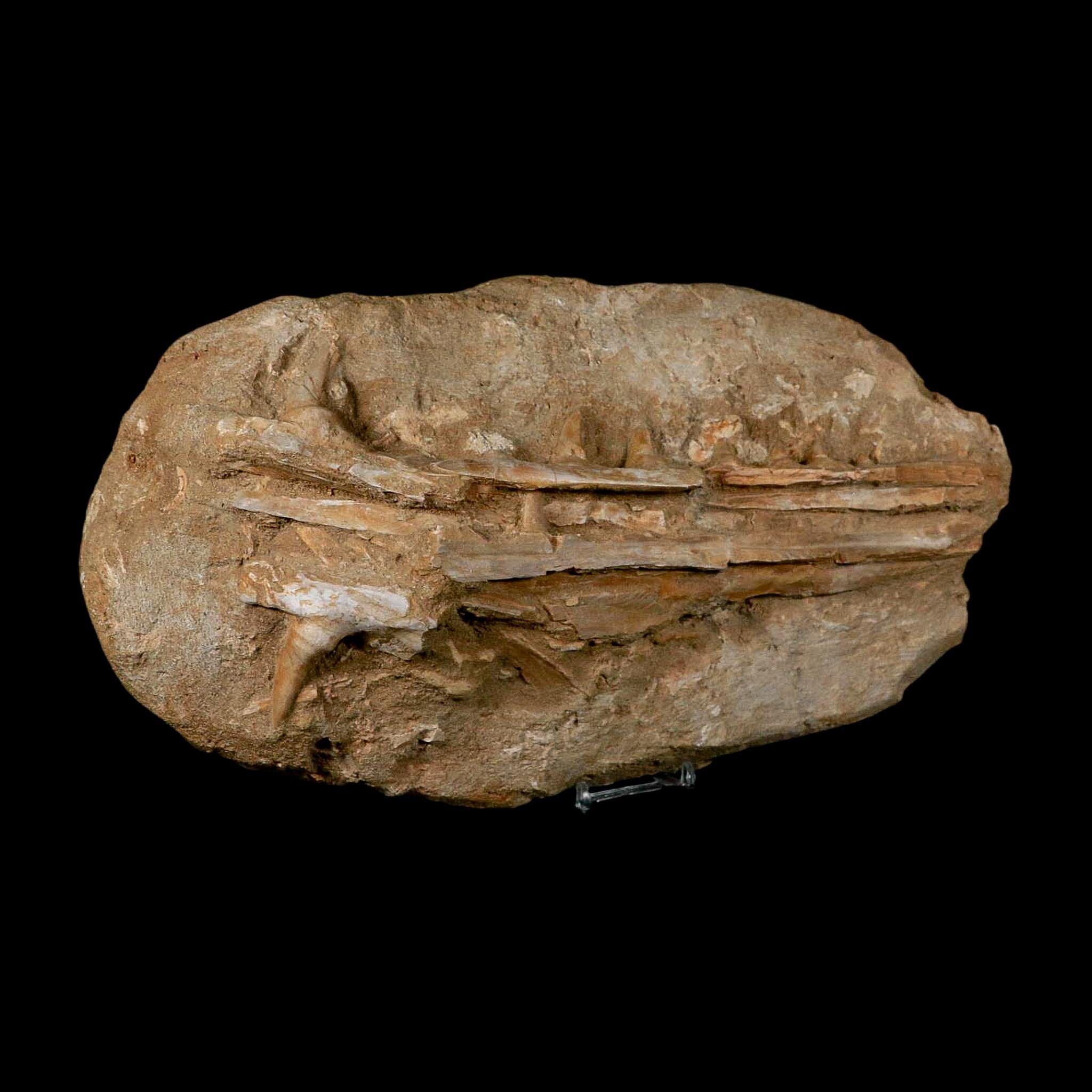 12.8" Saber Toothed Herring Fossil Jaw Teeth Section Enchodus Libycus Cretaceous Age - Fossil Age Minerals