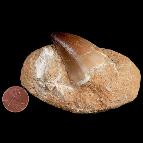 1.8" Mosasaur Prognathodon Fossil Tooth In Matrix Cretaceous Dinosaur Era COA - Fossil Age Minerals