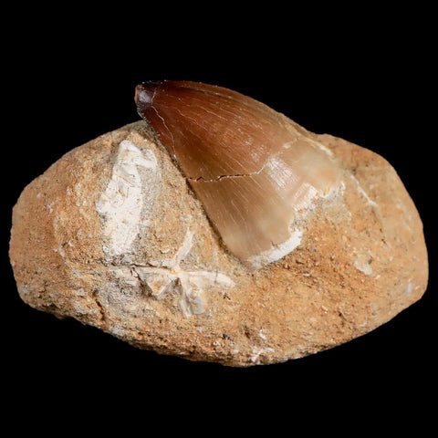 1.8" Mosasaur Prognathodon Fossil Tooth In Matrix Cretaceous Dinosaur Era COA - Fossil Age Minerals