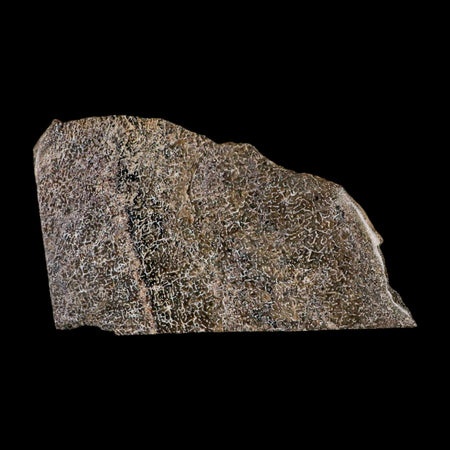 4.9" Fossil Dinosaur Gem Bone Cut Polished Slab Agatized Dinosaur Bone Morocco