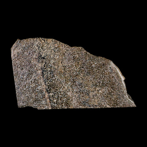 4.9" Fossil Dinosaur Gem Bone Cut Polished Slab Agatized Dinosaur Bone Morocco - Fossil Age Minerals