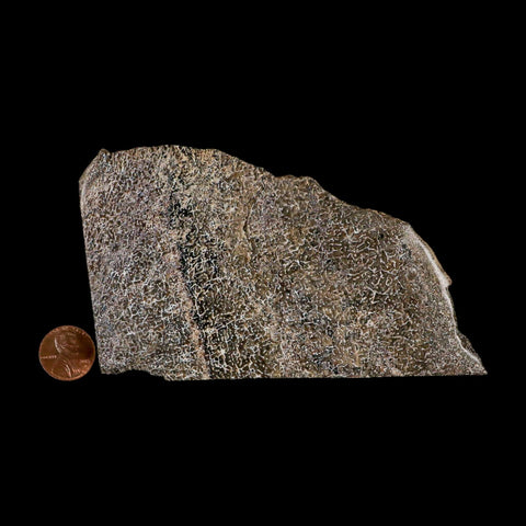 4.9" Fossil Dinosaur Gem Bone Cut Polished Slab Agatized Dinosaur Bone Morocco - Fossil Age Minerals