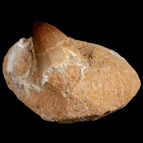 1.8" Mosasaur Prognathodon Fossil Tooth In Matrix Cretaceous Dinosaur Era COA - Fossil Age Minerals