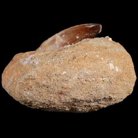 1.8" Mosasaur Prognathodon Fossil Tooth In Matrix Cretaceous Dinosaur Era COA - Fossil Age Minerals