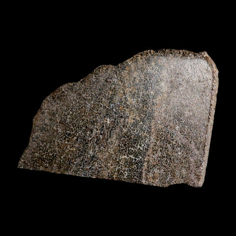 4.9" Fossil Dinosaur Gem Bone Cut Polished Slab Agatized Dinosaur Bone Morocco - Fossil Age Minerals