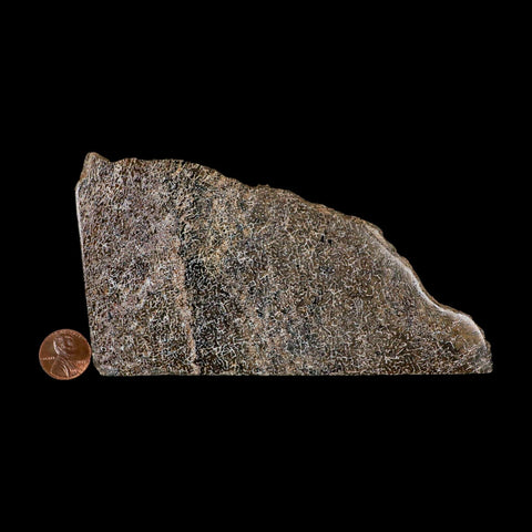 5.7" Fossil Dinosaur Gem Bone Cut Polished Slab Agatized Dinosaur Bone Morocco - Fossil Age Minerals