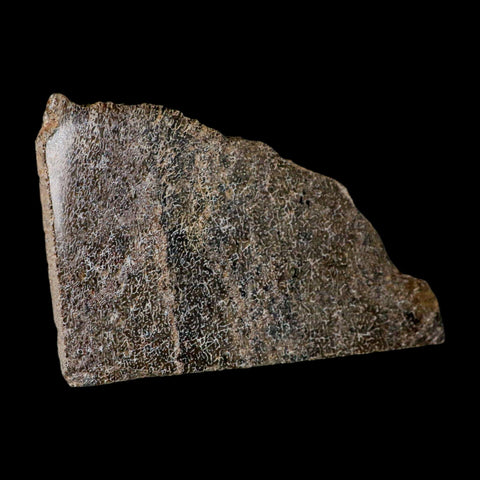 5.7" Fossil Dinosaur Gem Bone Cut Polished Slab Agatized Dinosaur Bone Morocco - Fossil Age Minerals