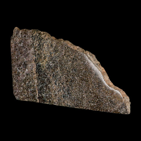 5.7" Fossil Dinosaur Gem Bone Cut Polished Slab Agatized Dinosaur Bone Morocco - Fossil Age Minerals