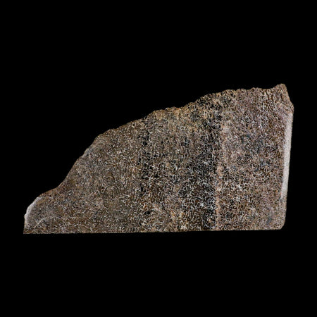 5.7" Fossil Dinosaur Gem Bone Cut Polished Slab Agatized Dinosaur Bone Morocco