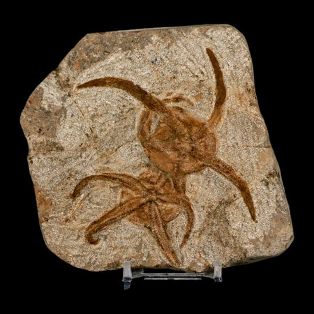 2 Two Brittle Star Ophiura Sp Starfish Fossil Ordovician Age Morocco COA & Stand