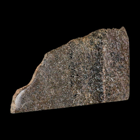 5.7" Fossil Dinosaur Gem Bone Cut Polished Slab Agatized Dinosaur Bone Morocco - Fossil Age Minerals