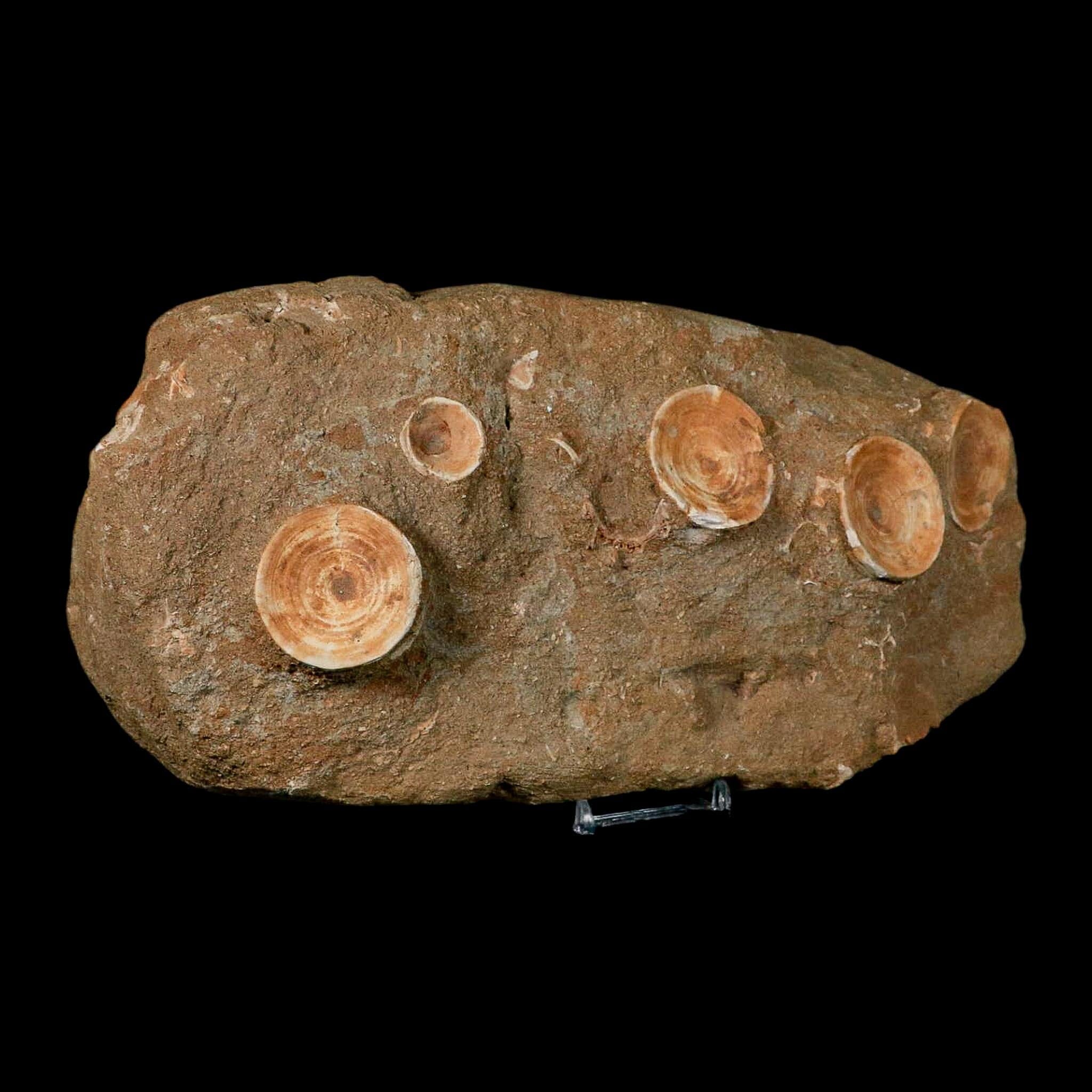 11" Otodus Obliquus Shark Vertebrae Fossil Bone In Matrix Morocco COA Stand - Fossil Age Minerals