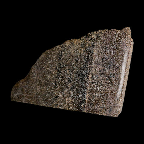 5.7" Fossil Dinosaur Gem Bone Cut Polished Slab Agatized Dinosaur Bone Morocco - Fossil Age Minerals