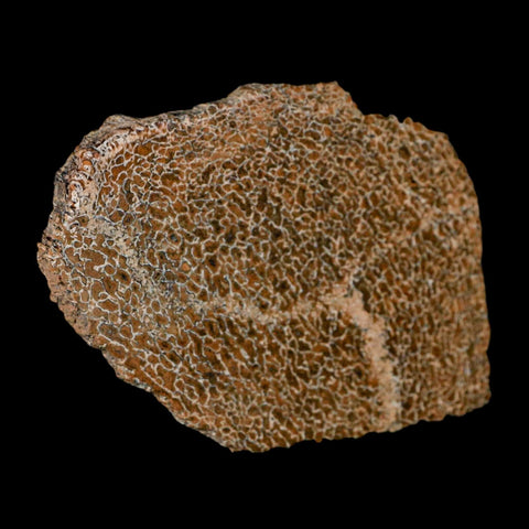 4.6" Fossil Dinosaur Gem Bone Cut Polished Slab Agatized Dinosaur Bone Morocco - Fossil Age Minerals