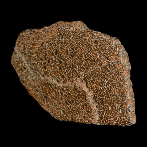 4.6" Fossil Dinosaur Gem Bone Cut Polished Slab Agatized Dinosaur Bone Morocco - Fossil Age Minerals