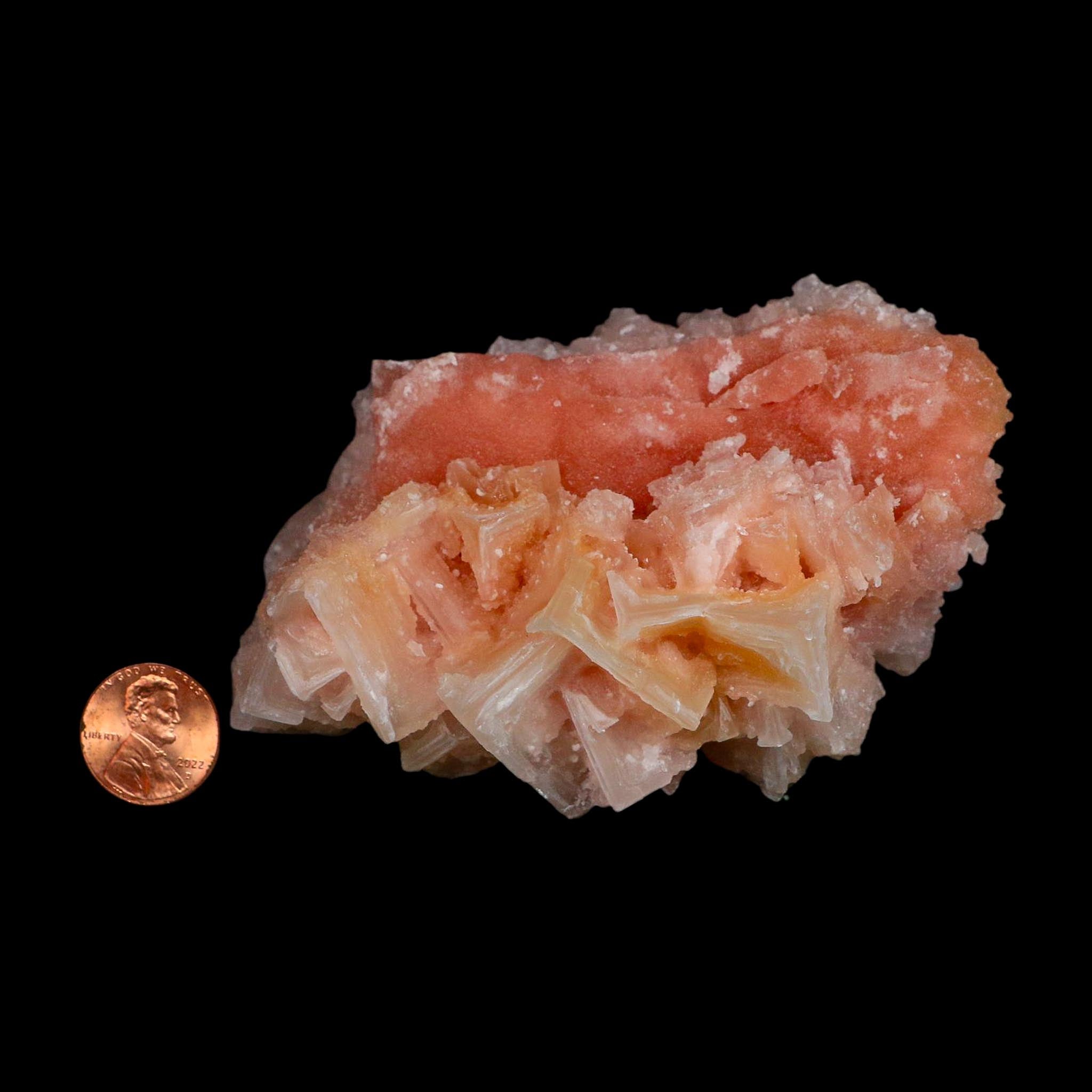 4" Quality Deep Pink Halite Salt Crystals Cluster Mineral Trona, CA Searles Lake