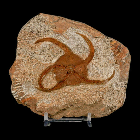 3.1" Brittle Star Ophiura Sp Starfish Fossil Ordovician Age Morocco COA & Stand