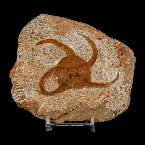 3.1" Brittle Star Ophiura Sp Starfish Fossil Ordovician Age Morocco COA & Stand - Fossil Age Minerals