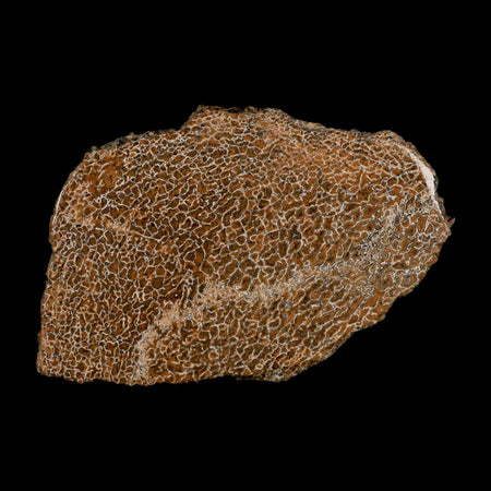 4.6" Fossil Dinosaur Gem Bone Cut Polished Slab Agatized Dinosaur Bone Morocco