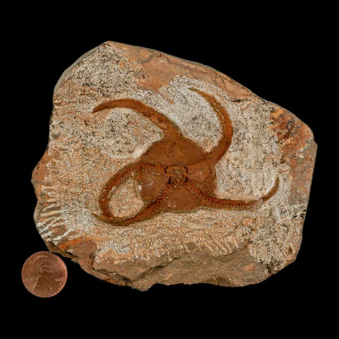 3.1" Brittle Star Ophiura Sp Starfish Fossil Ordovician Age Morocco COA & Stand - Fossil Age Minerals