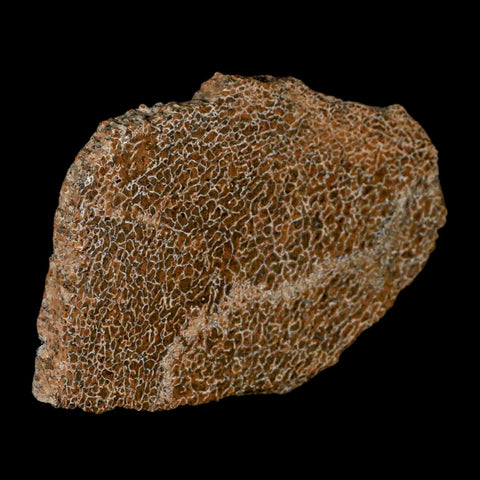 4.6" Fossil Dinosaur Gem Bone Cut Polished Slab Agatized Dinosaur Bone Morocco - Fossil Age Minerals