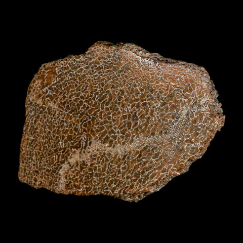 4.6" Fossil Dinosaur Gem Bone Cut Polished Slab Agatized Dinosaur Bone Morocco - Fossil Age Minerals