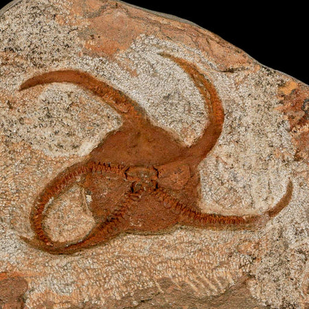 3.1" Brittle Star Ophiura Sp Starfish Fossil Ordovician Age Morocco COA & Stand