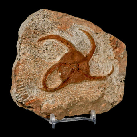 3.1" Brittle Star Ophiura Sp Starfish Fossil Ordovician Age Morocco COA & Stand - Fossil Age Minerals