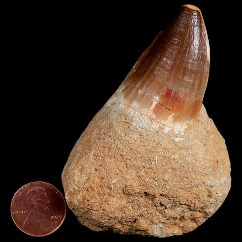 1.7" Mosasaur Prognathodon Fossil Tooth In Matrix Cretaceous Dinosaur Era COA - Fossil Age Minerals