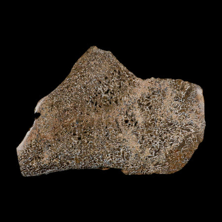 5.1" Fossil Dinosaur Gem Bone Cut Polished Slab Agatized Dinosaur Bone Morocco