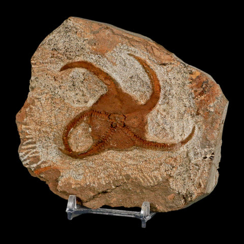 3.1" Brittle Star Ophiura Sp Starfish Fossil Ordovician Age Morocco COA & Stand - Fossil Age Minerals